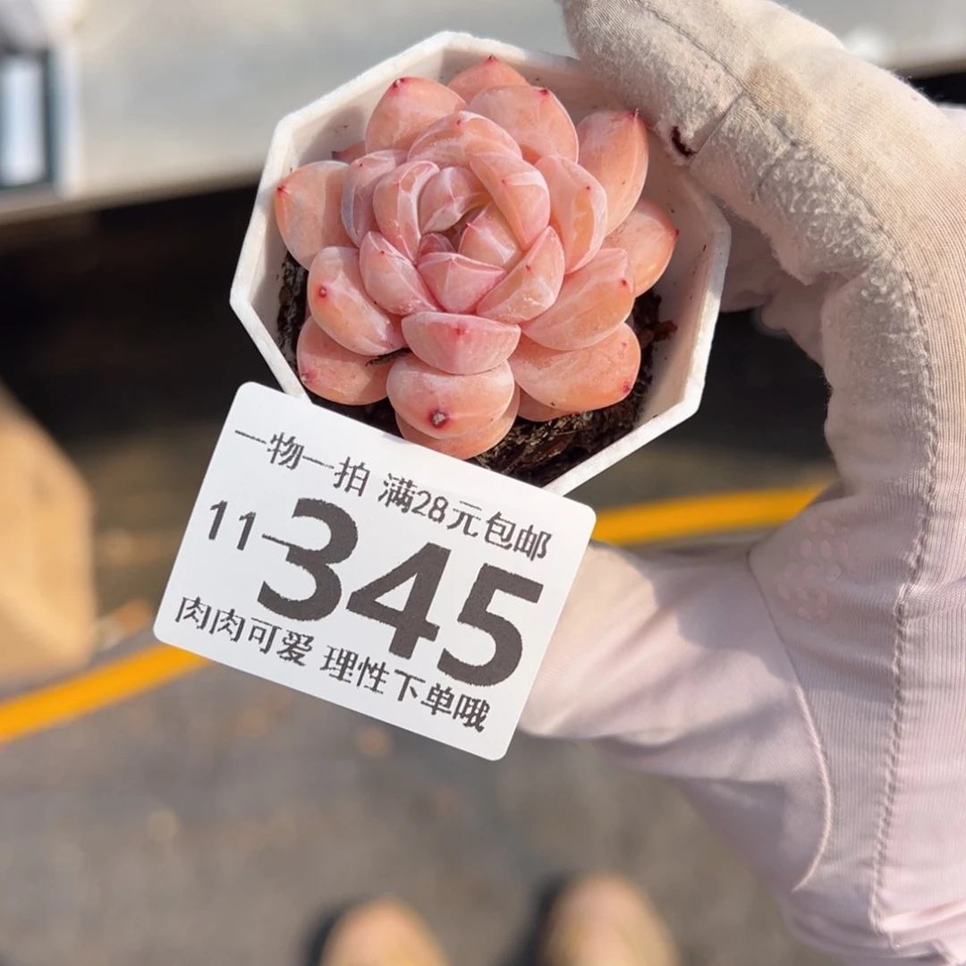 和田玉多肉多肉多肉多肉