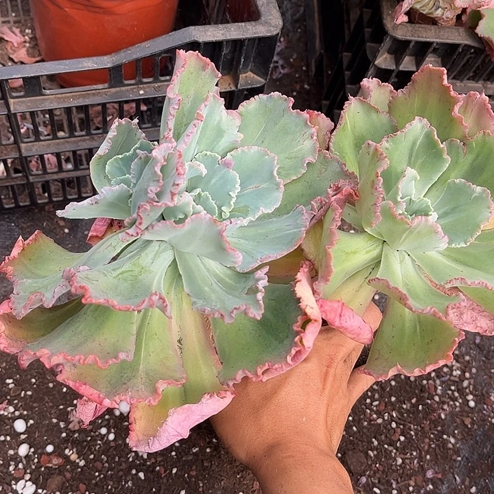舞会3、4多肉植物精品