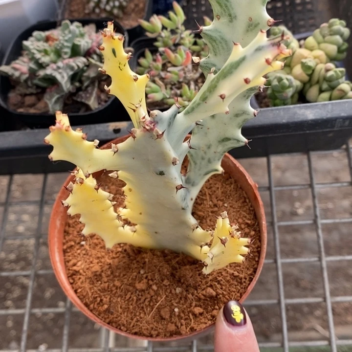 伯克利和格蕾纳等著名音乐家都