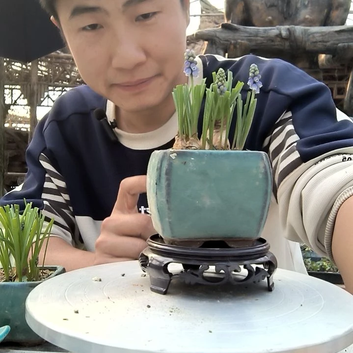 偏***亮小盆景小植物一物一拍110