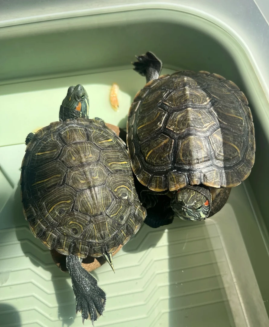 宜家的活体链接小龟