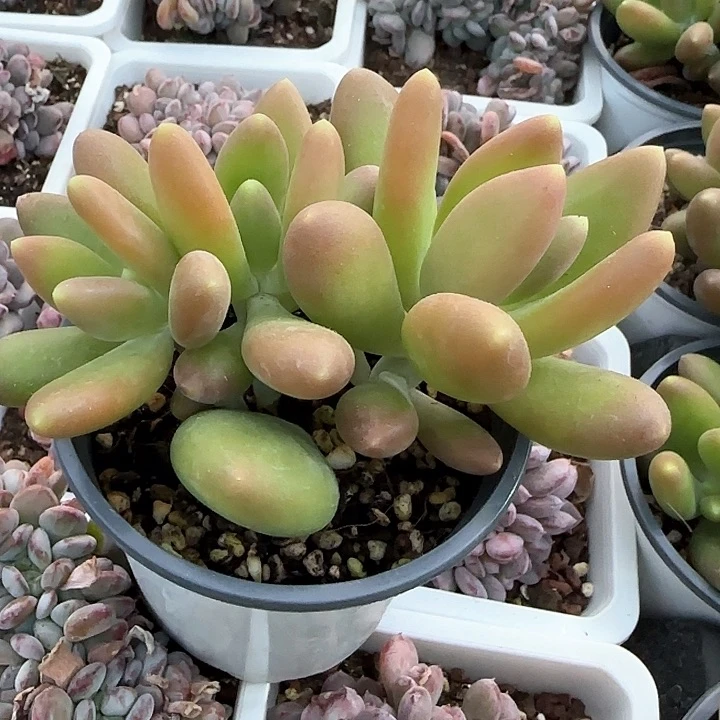 青蛙王子儿童牙膏111