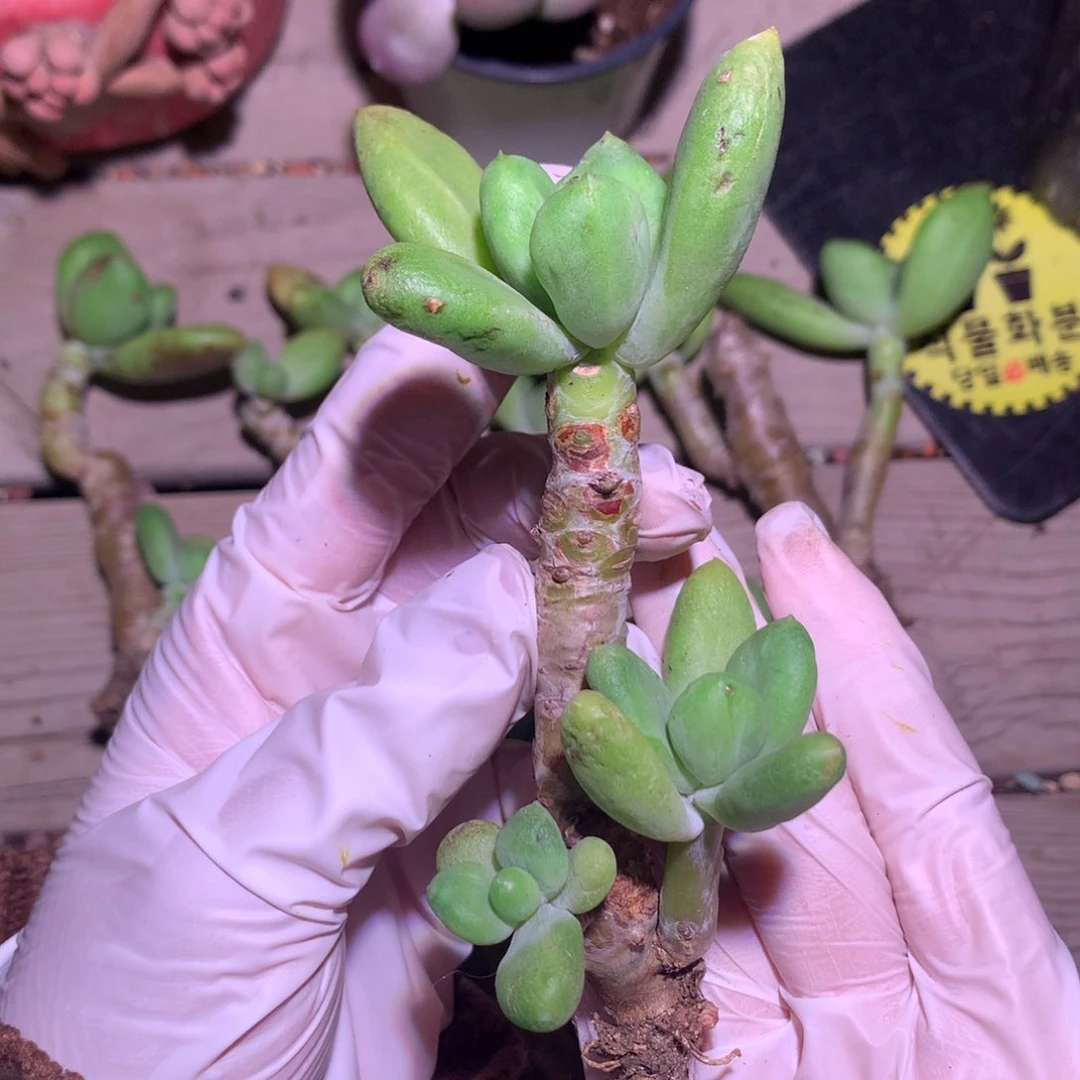 乌里维亚奶酪多肉。