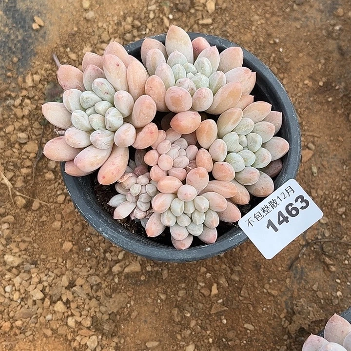 阿雅园艺。     1463