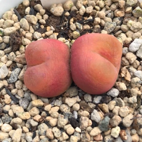 多肉肉锥 1430.5 水蜜桃