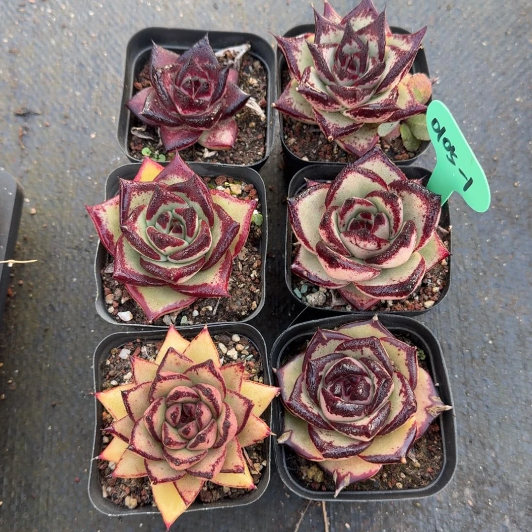 从前慢多肉精选编号0105.1