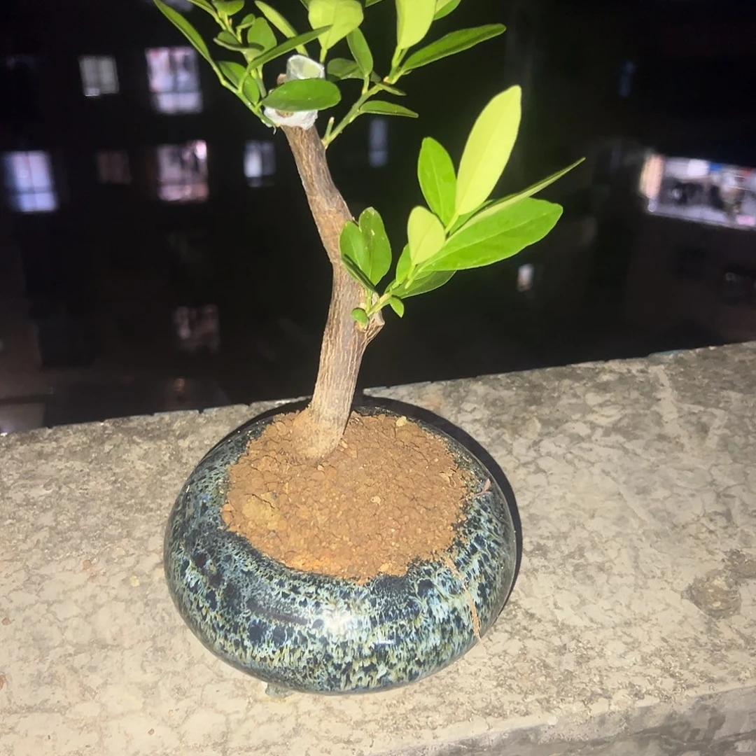 无花朵石湾盆绿植上盆发货