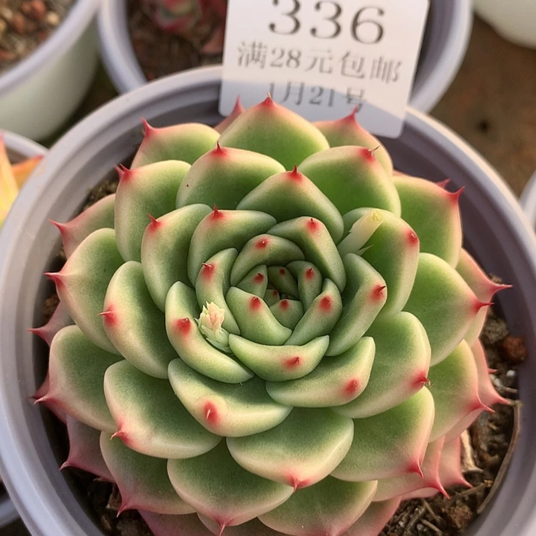 【闪购商品】云336