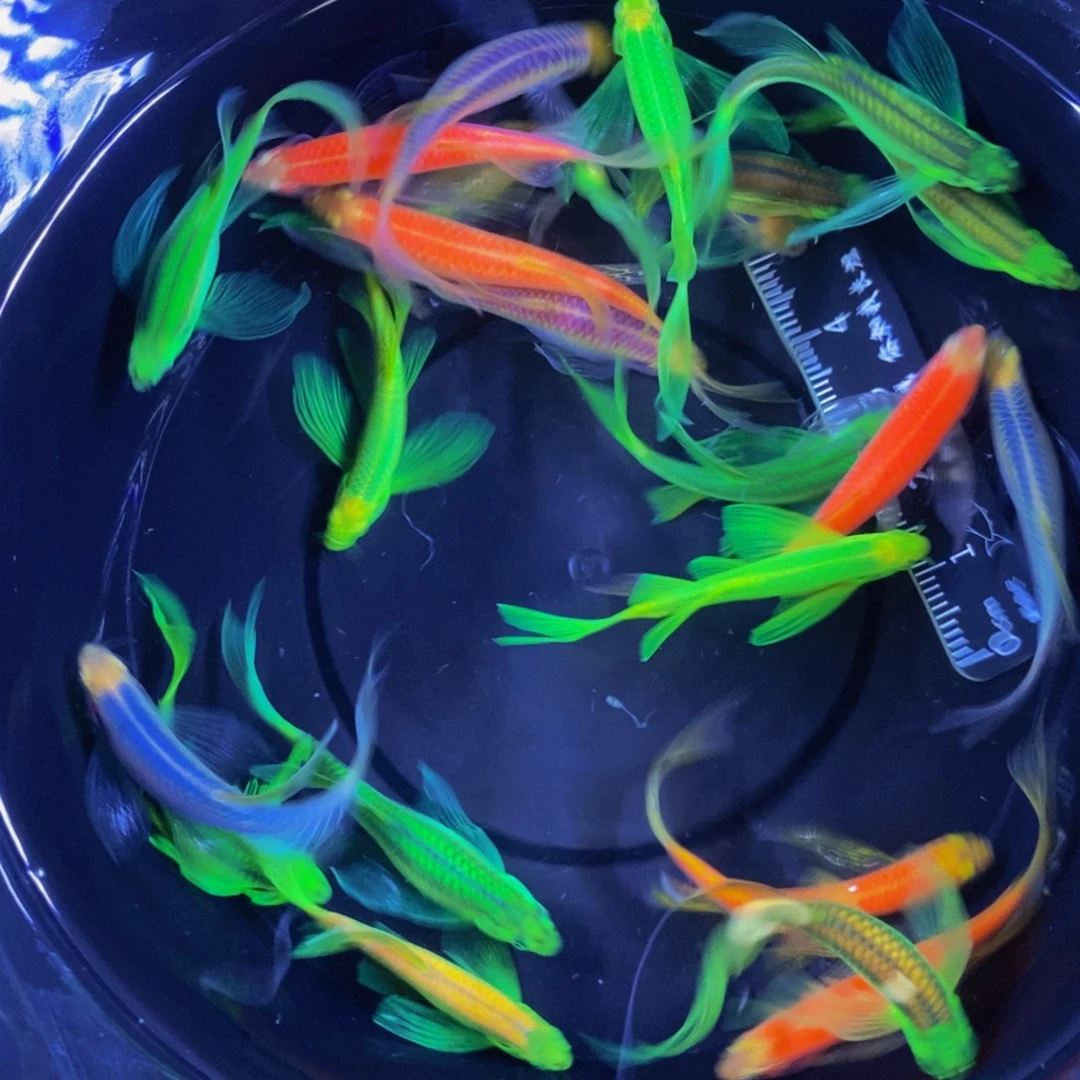 海星蝶翼斑马20送3