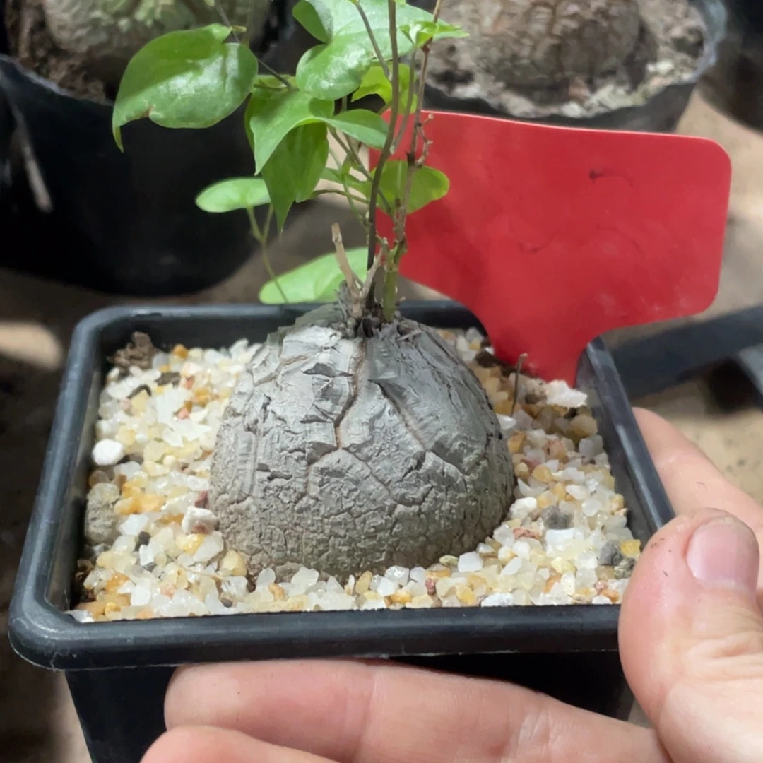 淡***墨龟甲龙块根植物1234