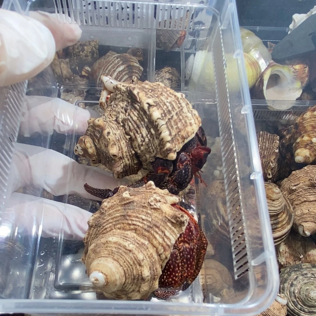 小****黑莓呀呀呀哈哈哈哈我要