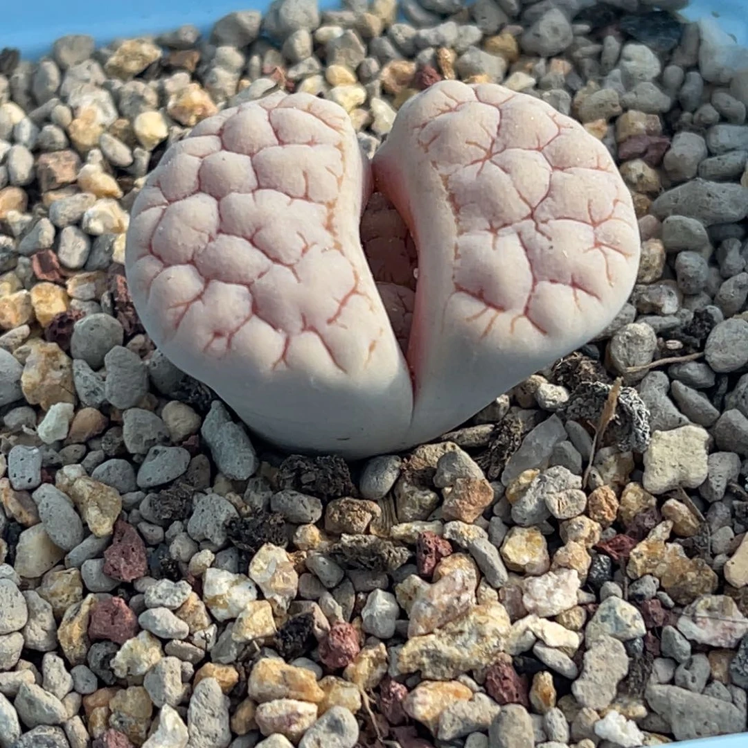 7809粉色脑纹189一颗