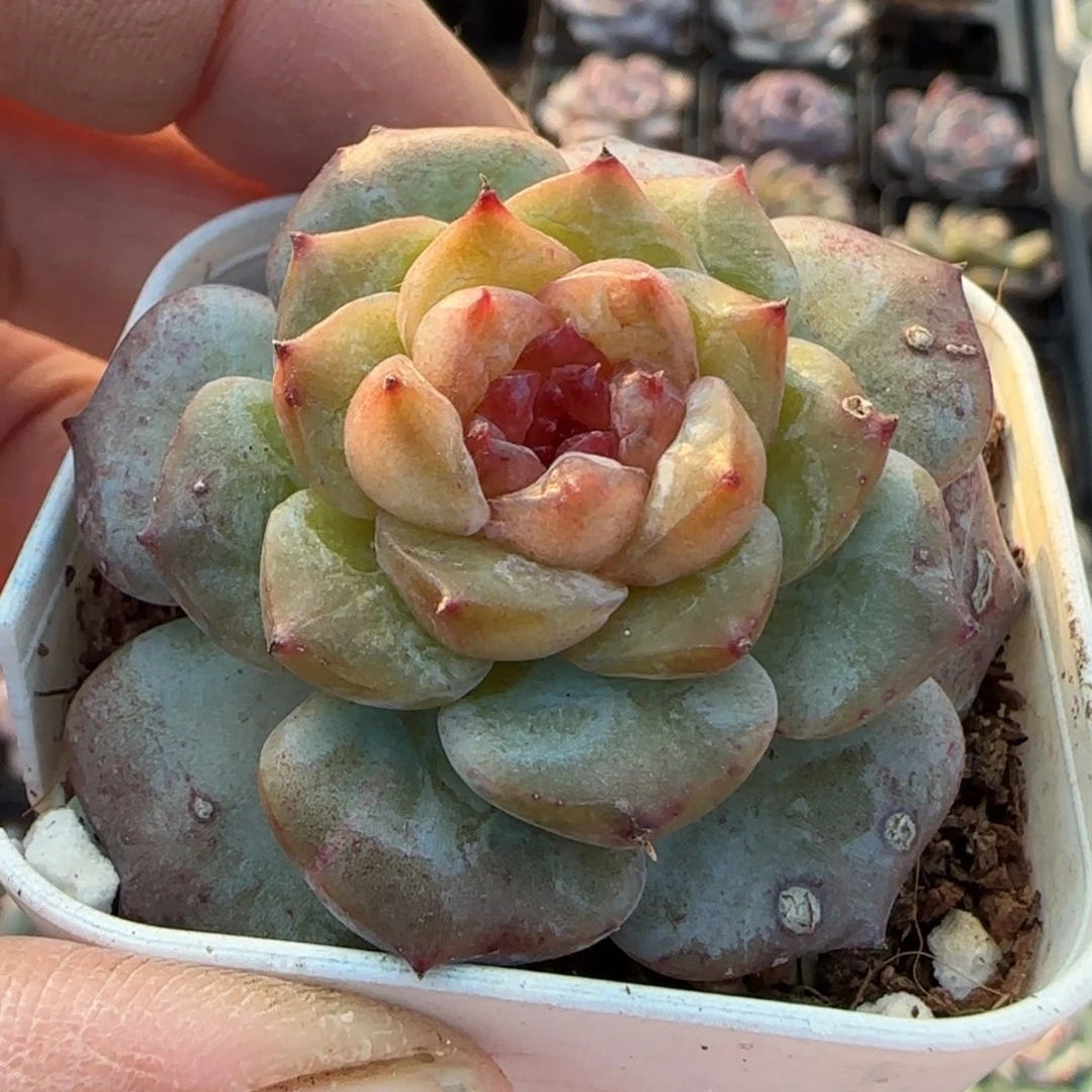 小卡拉米糖心一物一拍