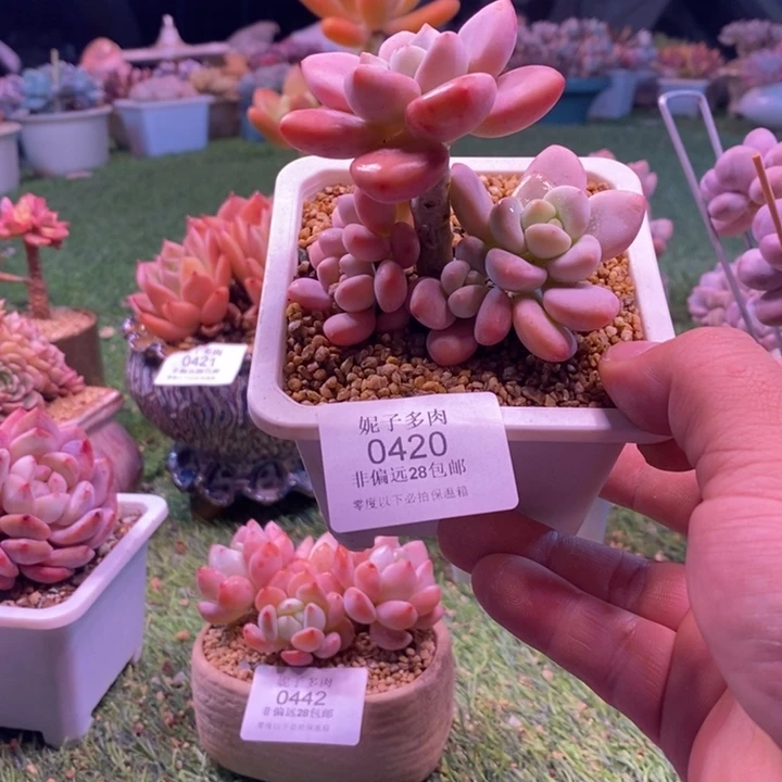 用***00420啊啊啊啊啊啊啊啊啊啊啊啊