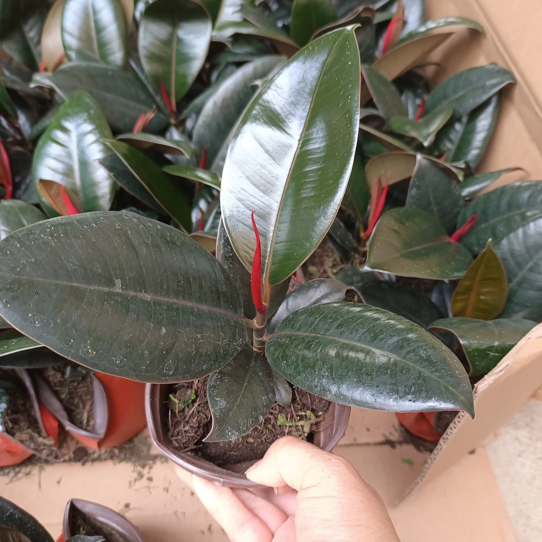 橡皮树黑金刚盆栽植物室内吸甲醛客厅净化空气四季绿植花卉防辐射