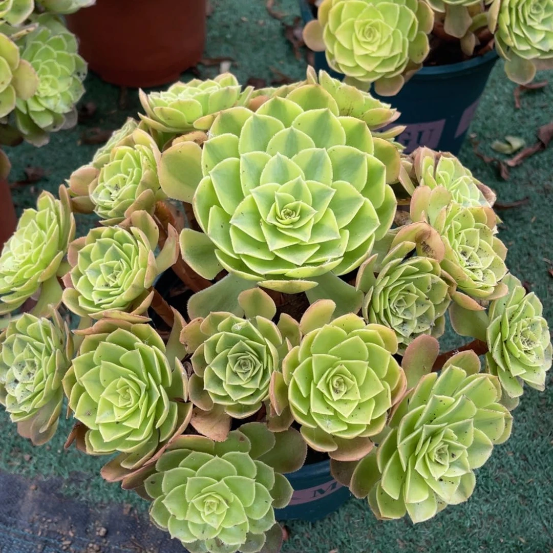 905轮回精品法师多肉