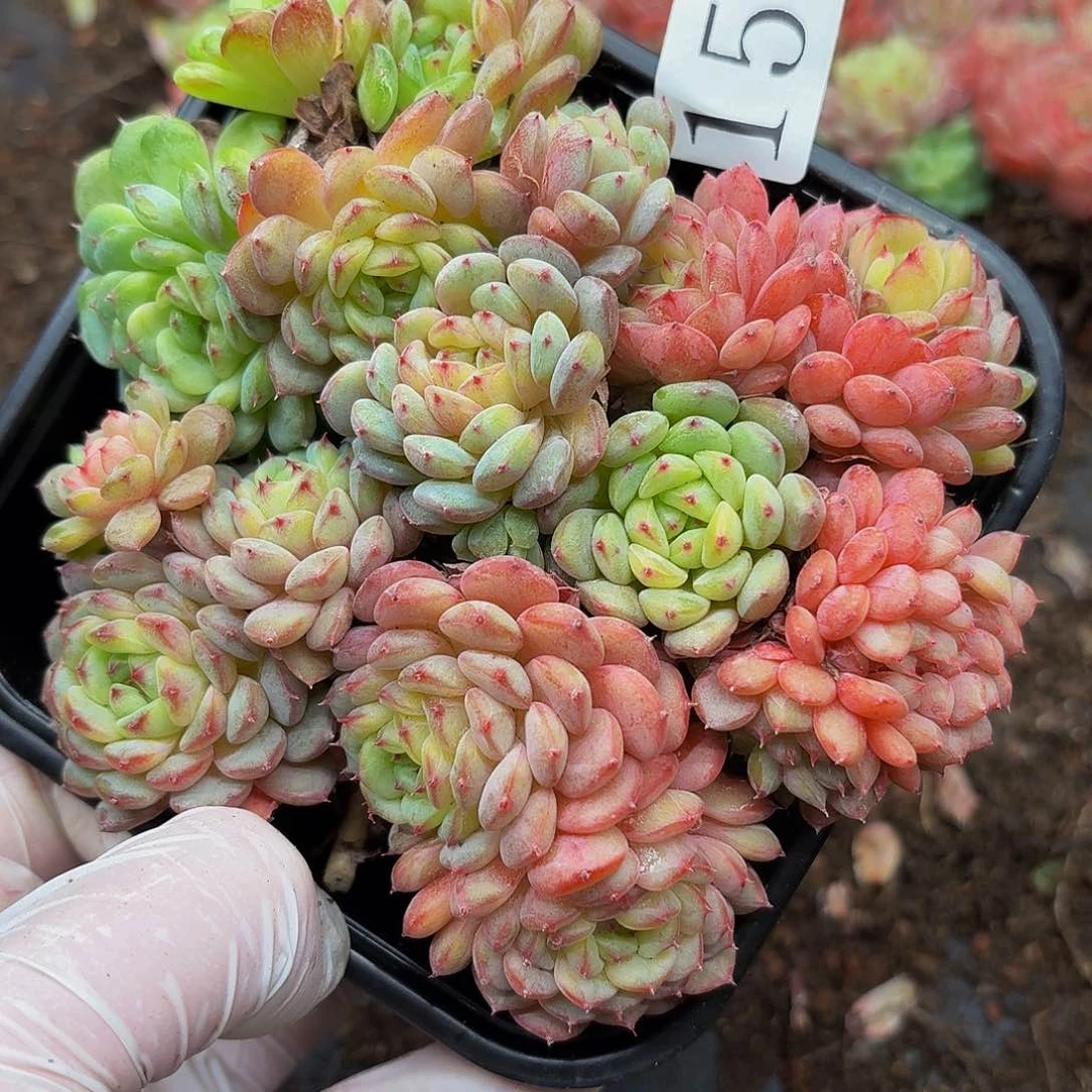 多肉植物多肉植物159