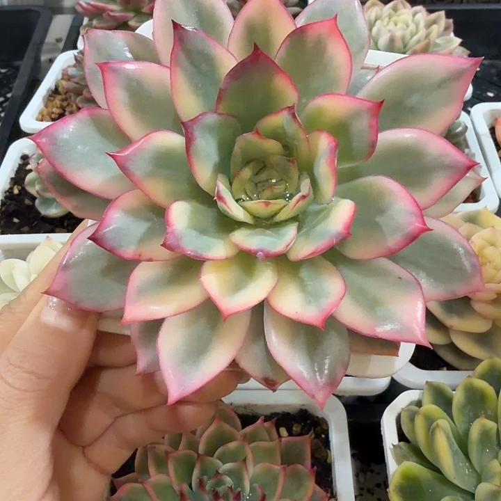 1436月光女神锦多肉38包邮