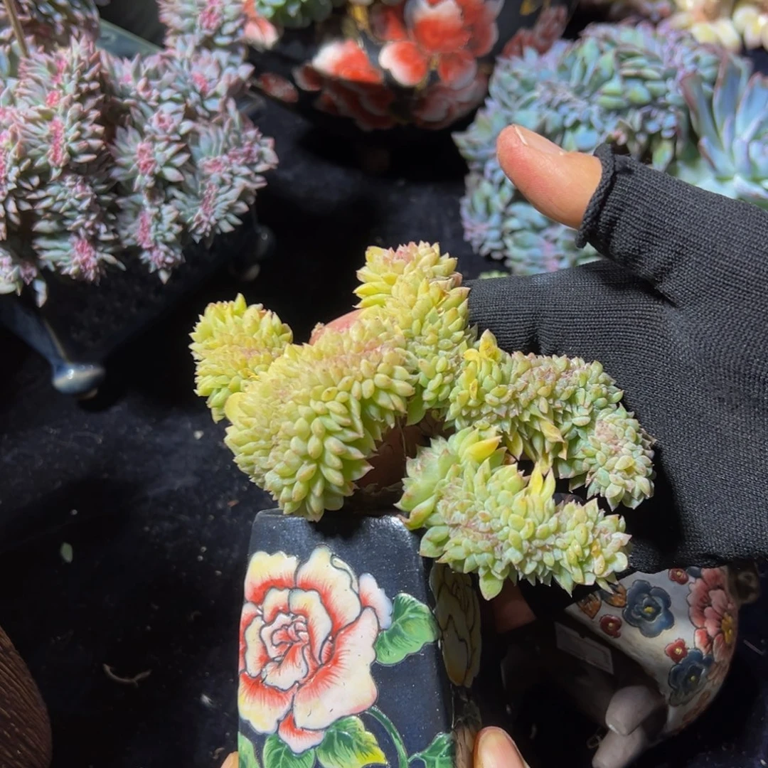 黄钻冰魄缀微瑕天天开心
