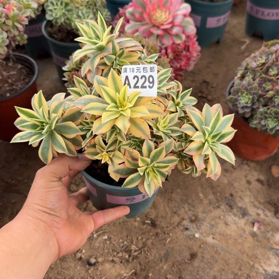 229 号一物一拍多肉18包邮枫叶