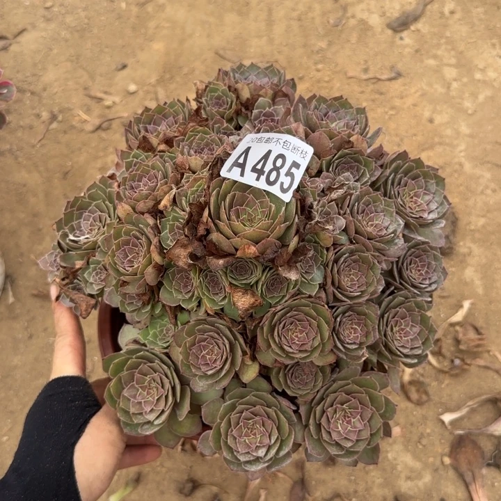 红魔……多肉植物……