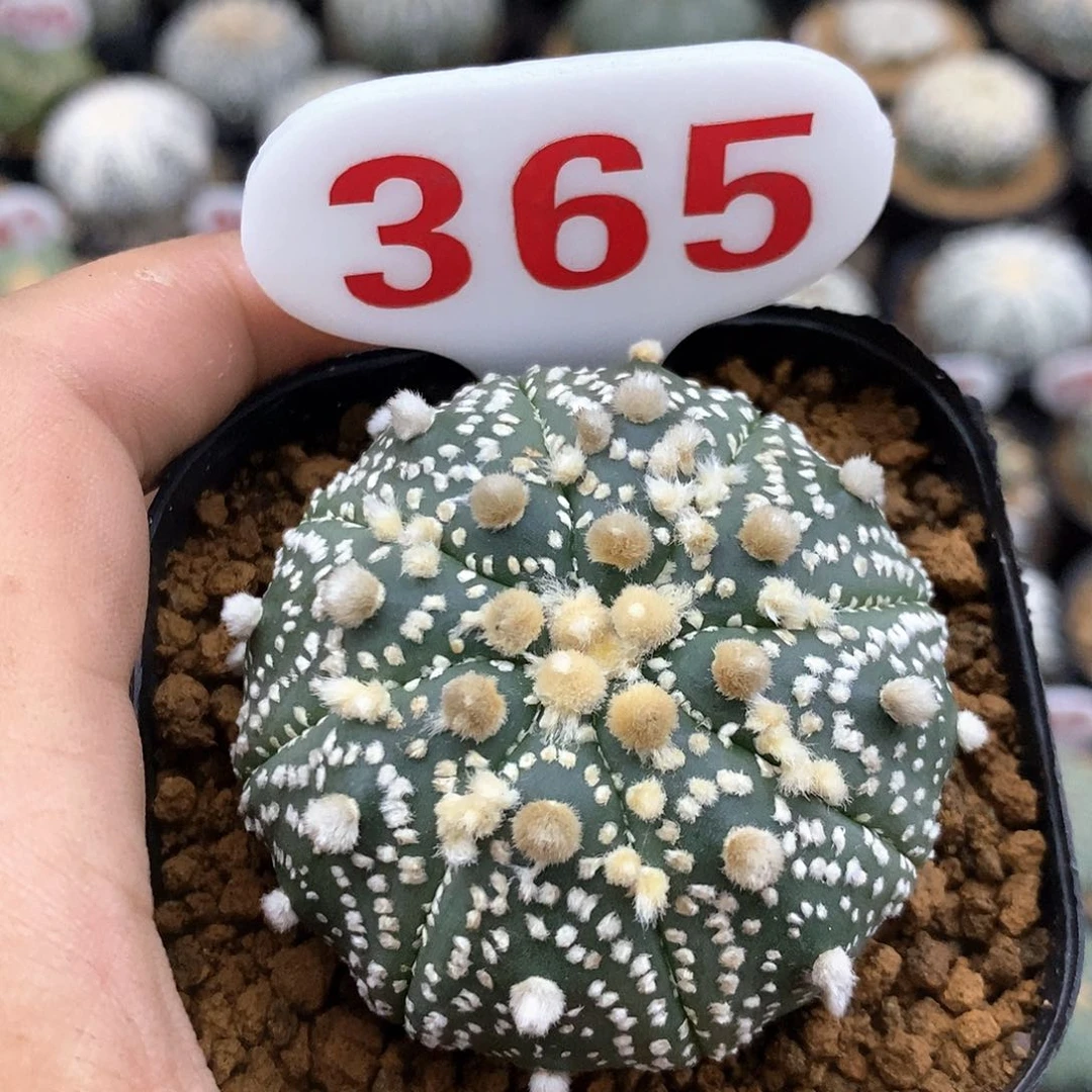 濂***店365福利特价来了花园别墅
