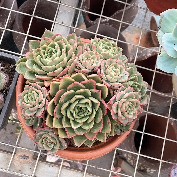 Q***Q杂交多肉植物群生