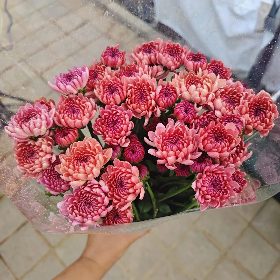 宝莲灯粉紫小雏菊 居家办公优选 （东北基地发货）