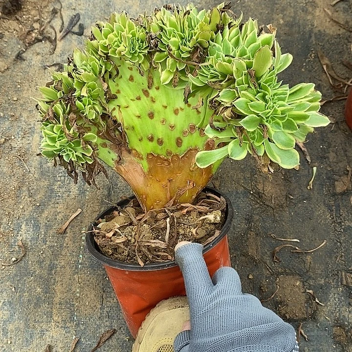 青檬锦缀11多肉植物法师法师