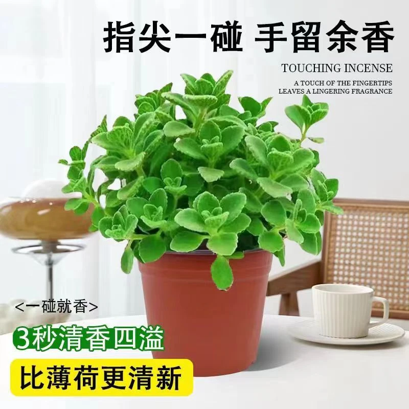 驱蚊虫植物碰碰香盆栽绿植一抹香室内花卉阳台耐热植物好养可食用