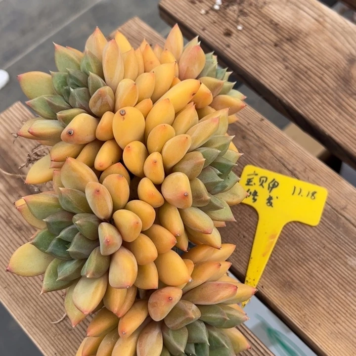 宝***伊宝贝伊红象牙差价一颗发货