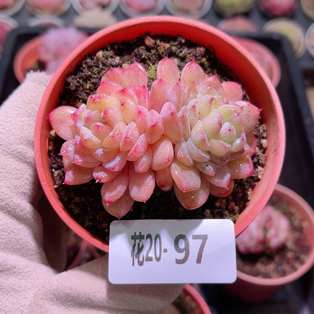 花利美20-97秋池双头