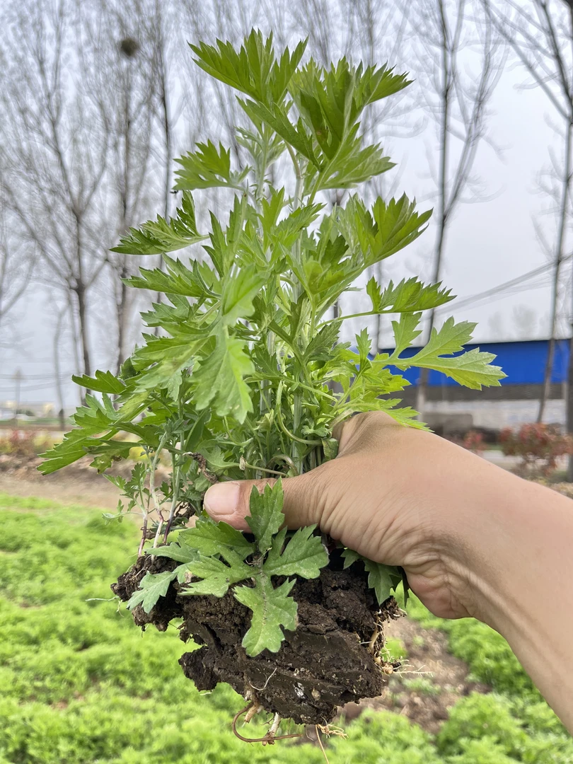 南阳太空艾-药用正宗野生艾草新鲜艾苗种植盆栽食用驱蚊