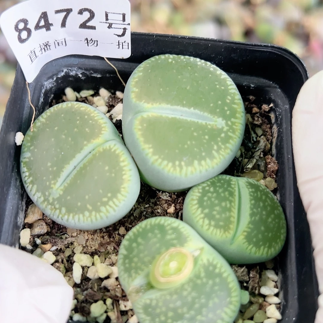 8472 8315四年生石花大母本两颗