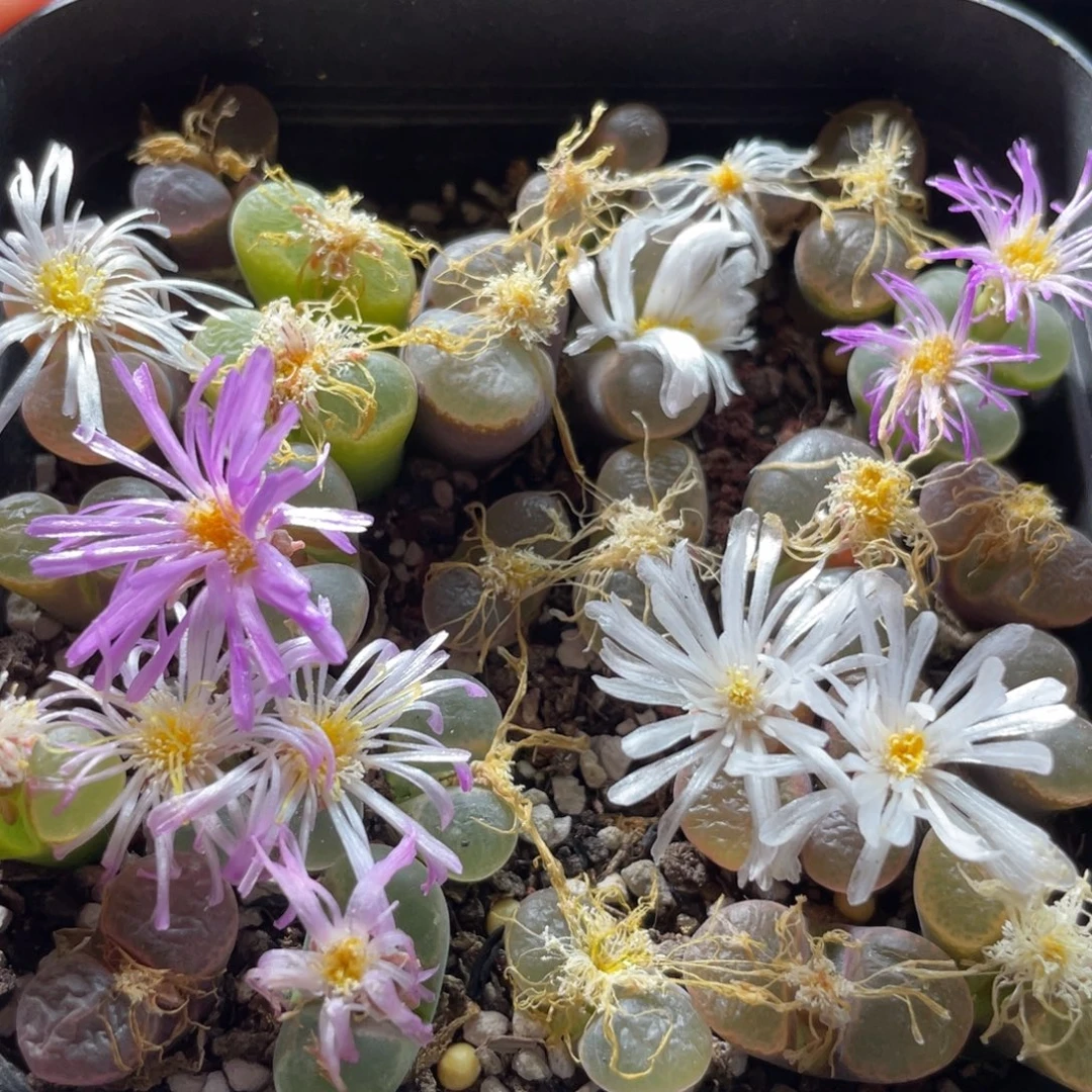 大盆特价一物一拍～32