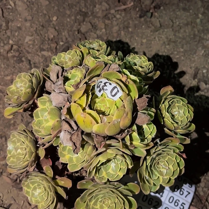 035孔雀翎多肉植物不售后