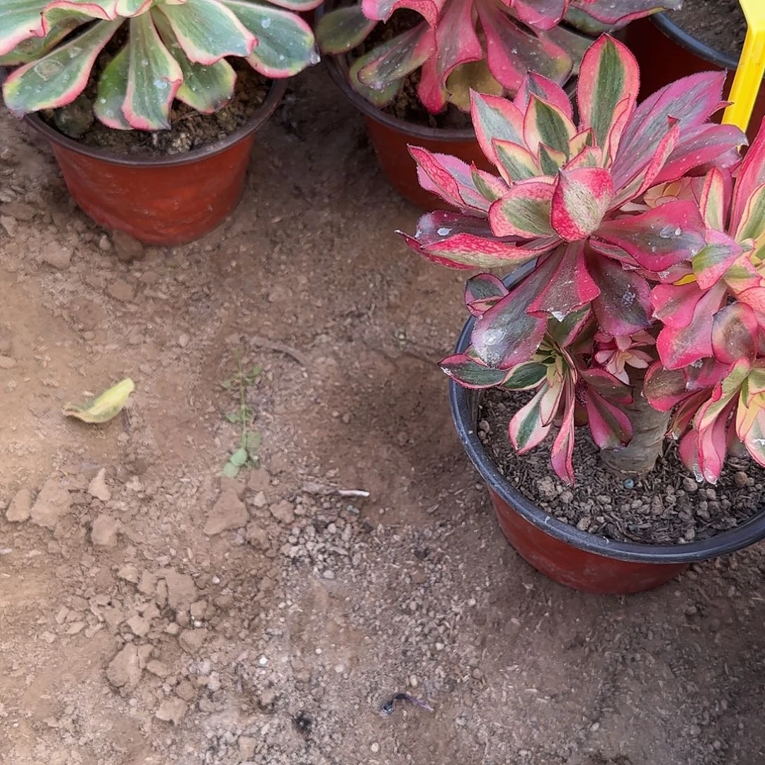 晓***哥10个魅影砍头的时候