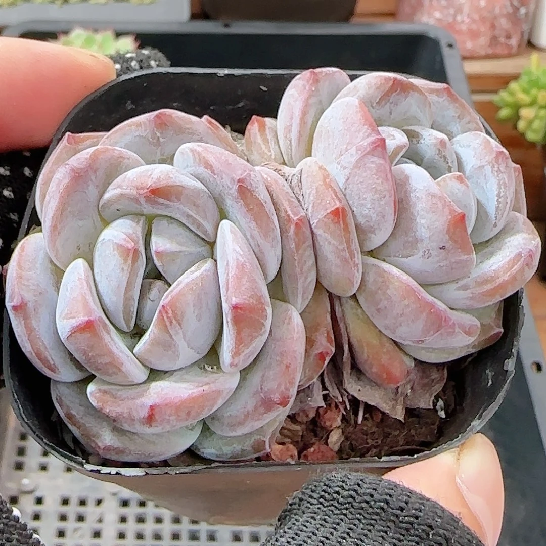 多肉0909-122石榴籽星影