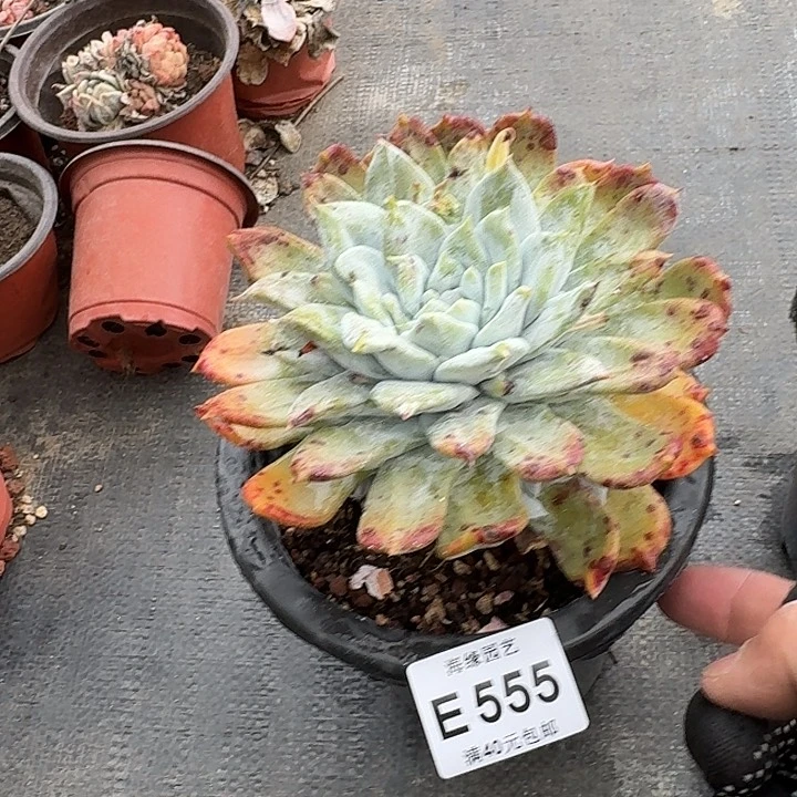 关****入牡丹苹果叶仙女杯