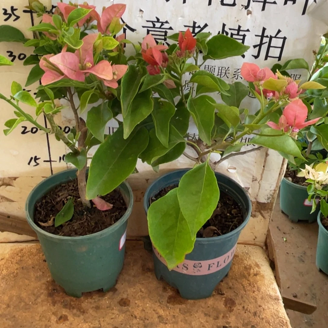当前无花朵，栽培后可花朵56h2