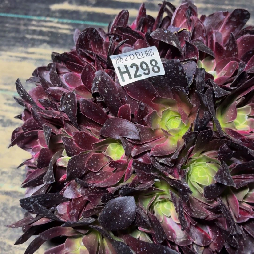 298多肉植物捧花的时候