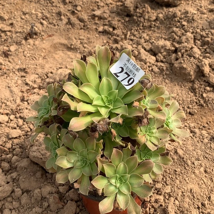 279火焰山手捧1号