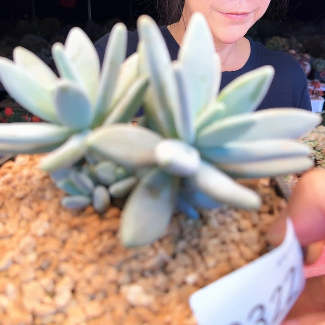 K***B0322号企鹅群58       肉