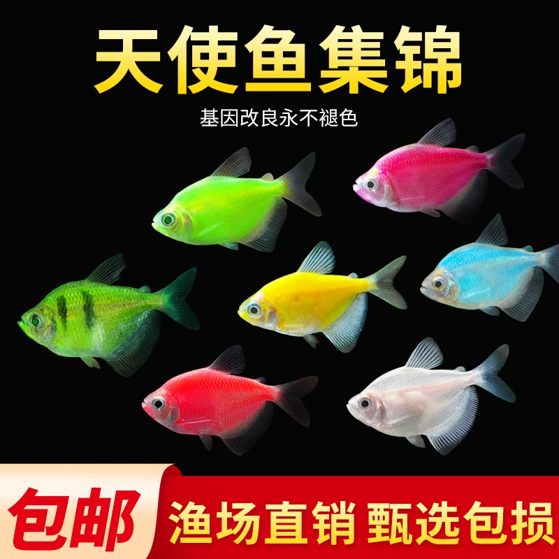 天使鱼观赏鱼活鱼大号群游活体斑马孔雀热带鱼小型鱼淡水好养耐活