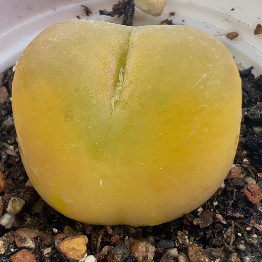 2.5厘米多肉植物百科