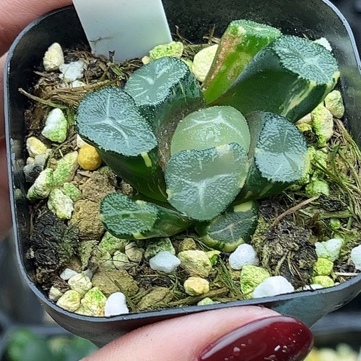 82玉龙万象锦发发发发发发