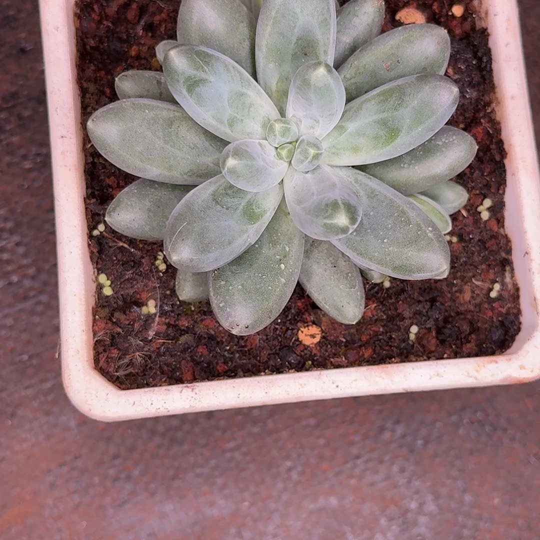 小***量莫颜多肉植物寄养