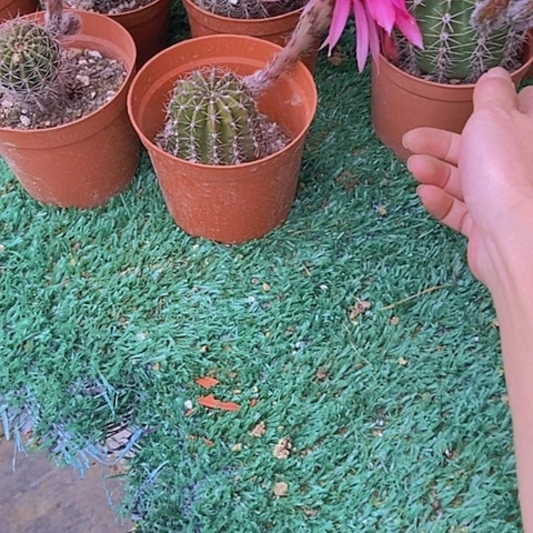 仙人掌彩草10cm左右B260