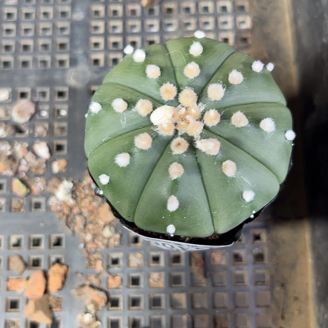 111106一物一拍单头琉璃兜