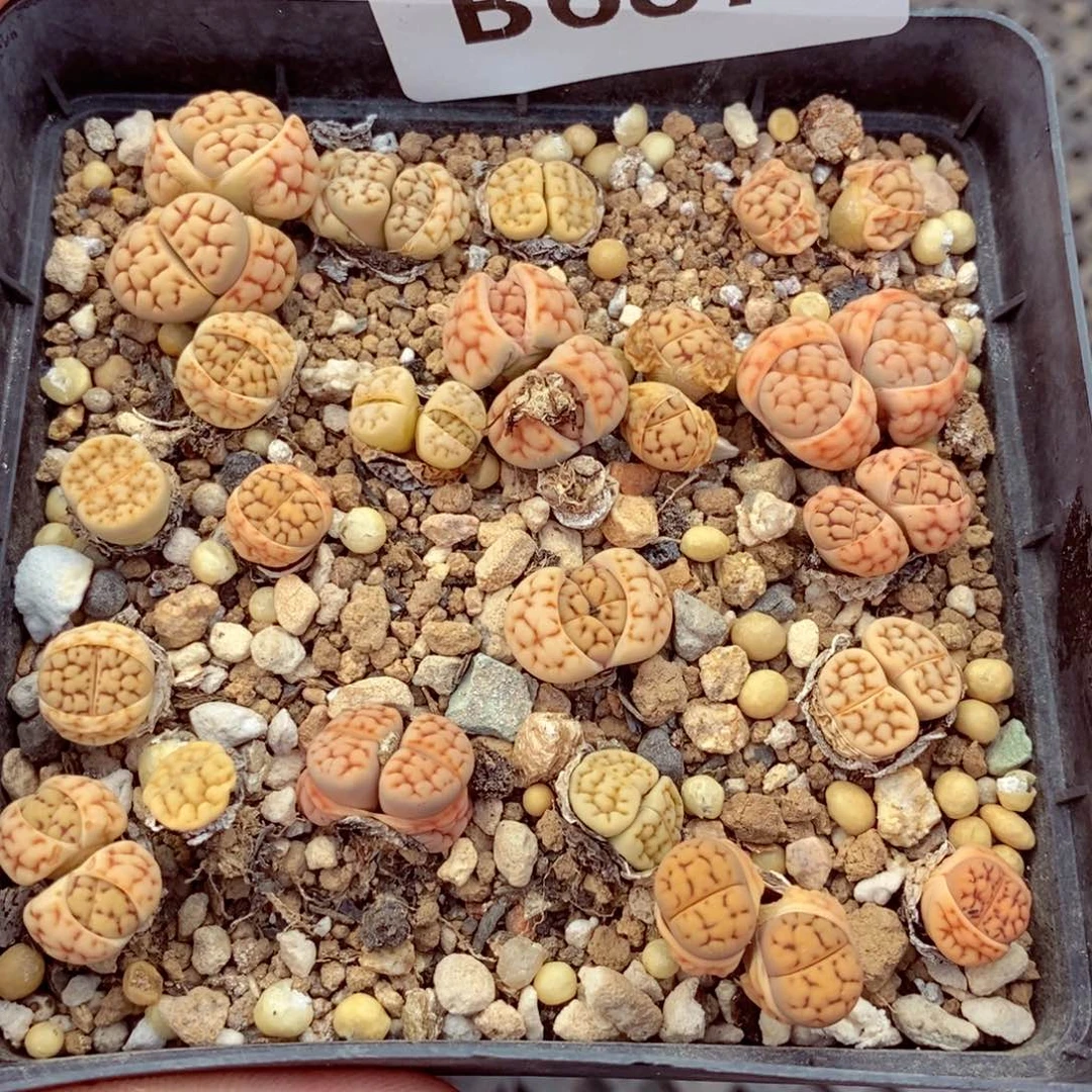我的小姐姐们都是687